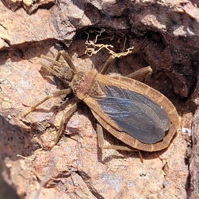 Opistoplatys australasiae