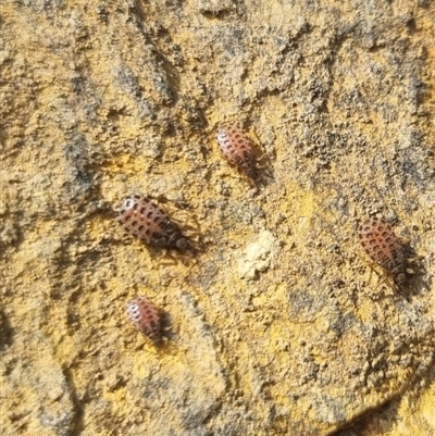 Nymph
