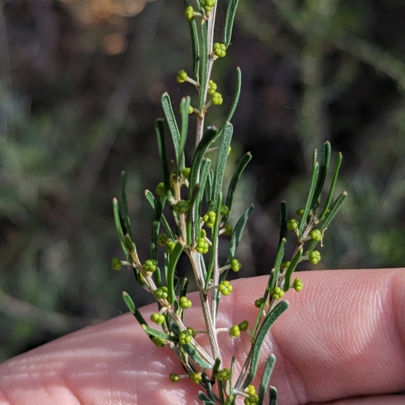 Acacia flexifolia