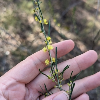 Acacia flexifolia