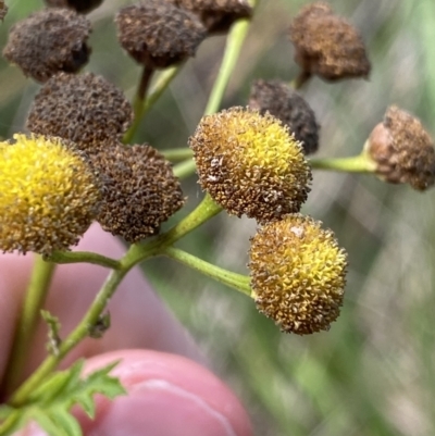 Tanacetum vulgare