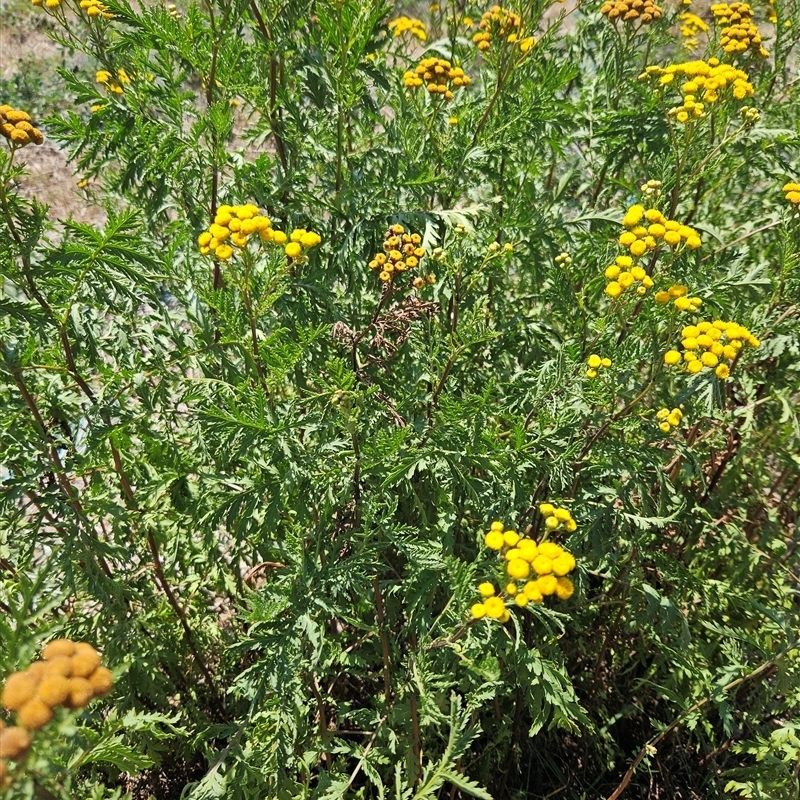 Tanacetum vulgare