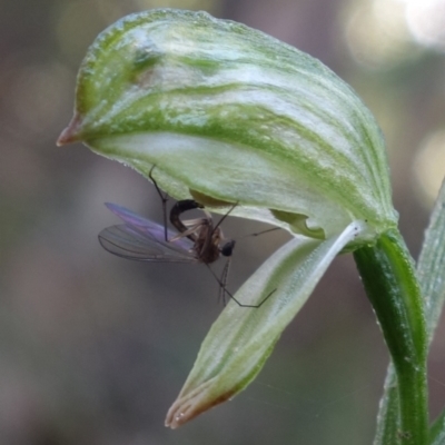 Mycomya sp. (genus)