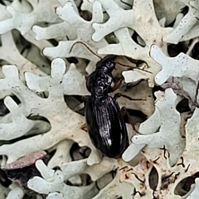 Black Bess Beetle - Mastachilus sp.