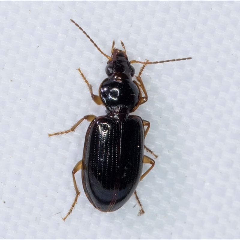 Mecyclothorax sp. (genus)