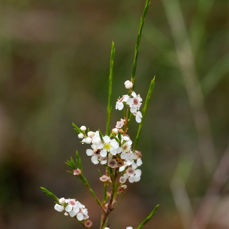 Baeckea linifolia