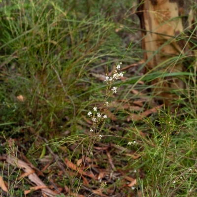 Baeckea linifolia