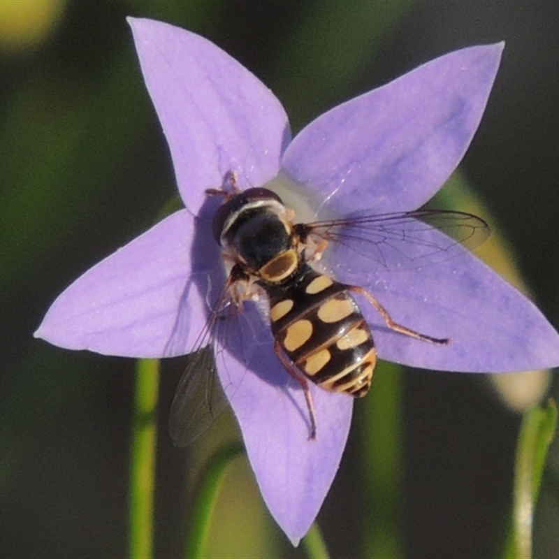 Ischiodon scutellaris