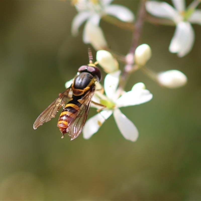 Ischiodon scutellaris