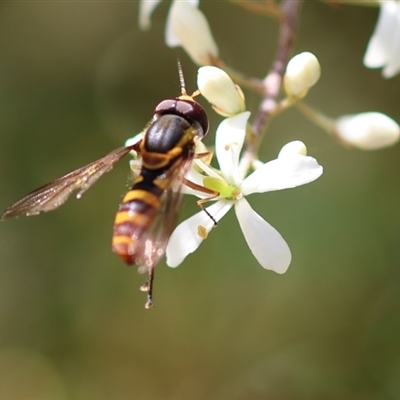 Ischiodon scutellaris