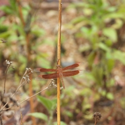 Neurothemis stigmatizans