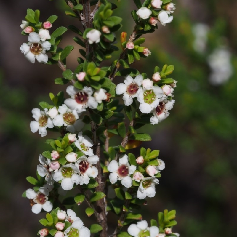 Baeckea utilis