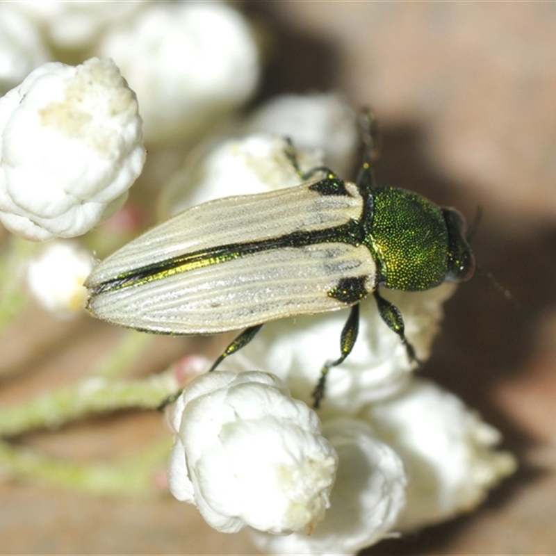 Castiarina sexguttata