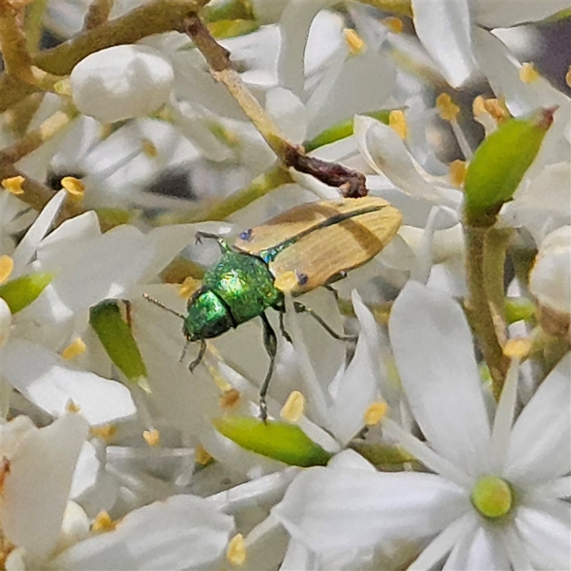 Castiarina sexguttata