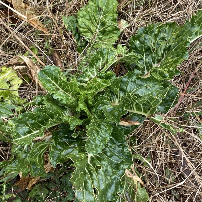 Beta vulgaris subsp. vulgaris