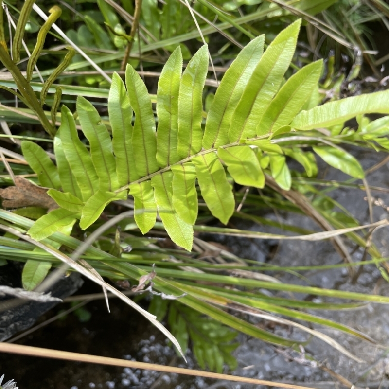 Blechnum sp.