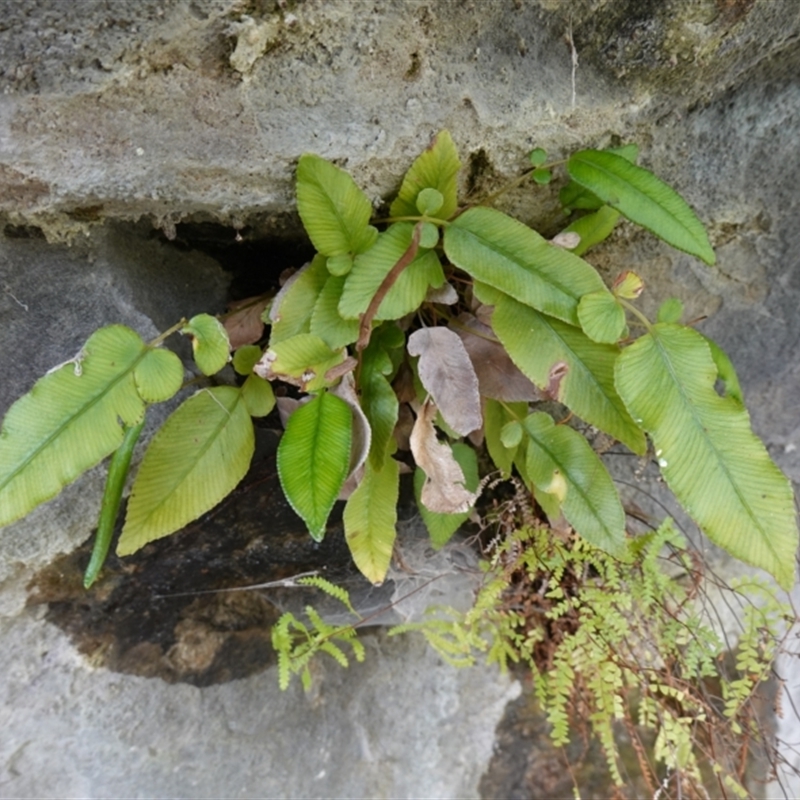 Blechnum sp.