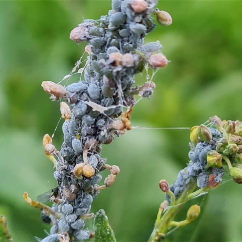 Brevicoryne brassicae