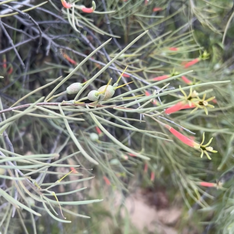 Lysiana exocarpi subsp. tenuis