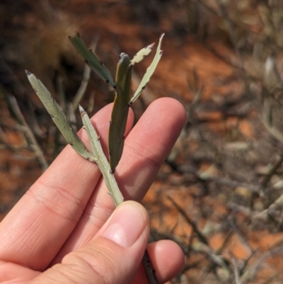 Bossiaea walkeri