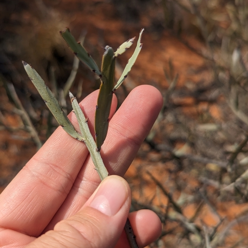 Bossiaea walkeri