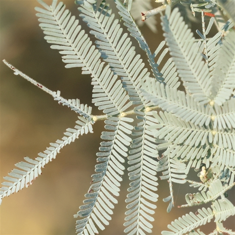 Acacia sp.