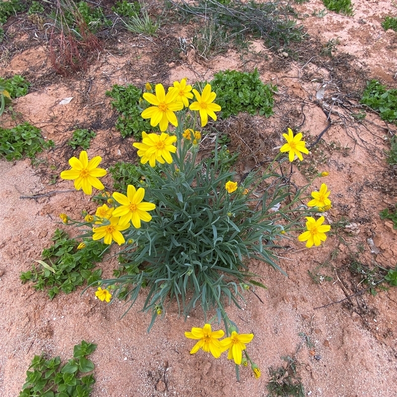 Senecio gregorii