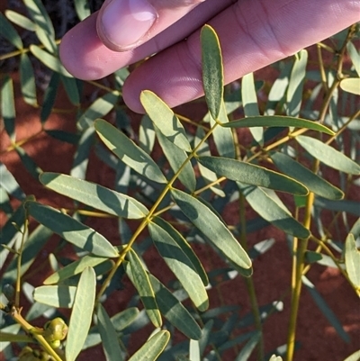 Senna pleurocarpa var. pleurocarpa