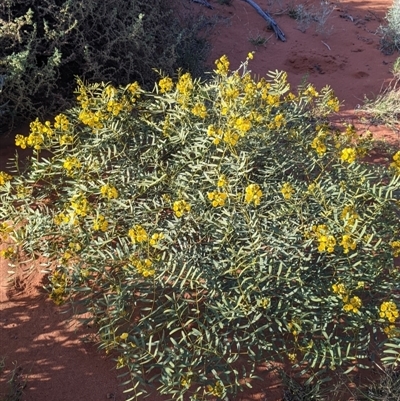 Senna pleurocarpa var. pleurocarpa