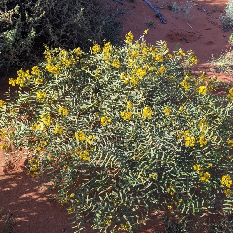 Senna pleurocarpa var. pleurocarpa