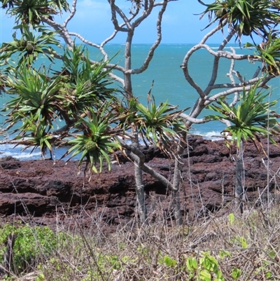 Pandanus tectorius