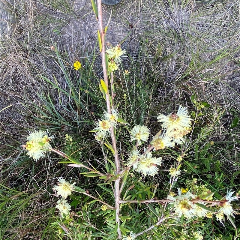 Melaleuca nodosa