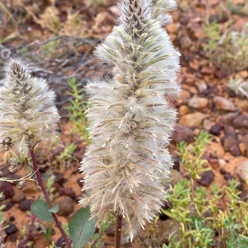 Ptilotus nobilis