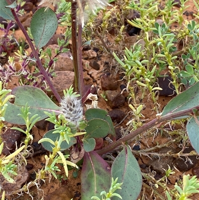 Ptilotus nobilis