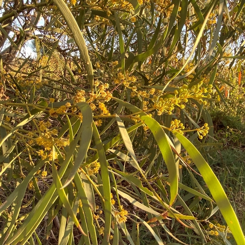 Acacia cambagei