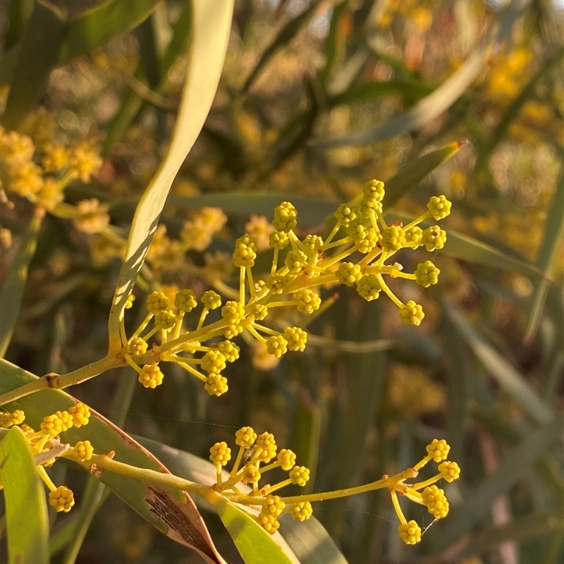 Acacia cambagei