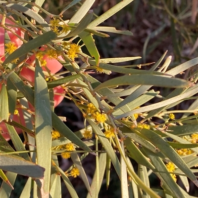 Acacia cambagei