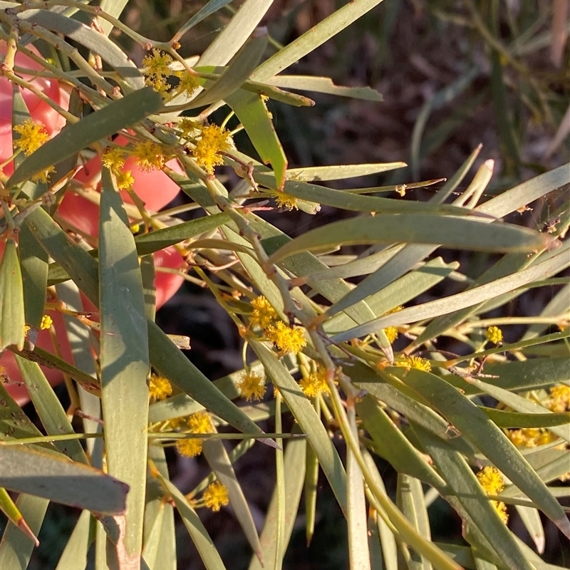 Acacia cambagei