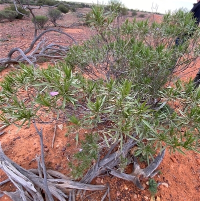 Eremophila freelingii