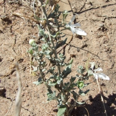 Teucrium racemosum