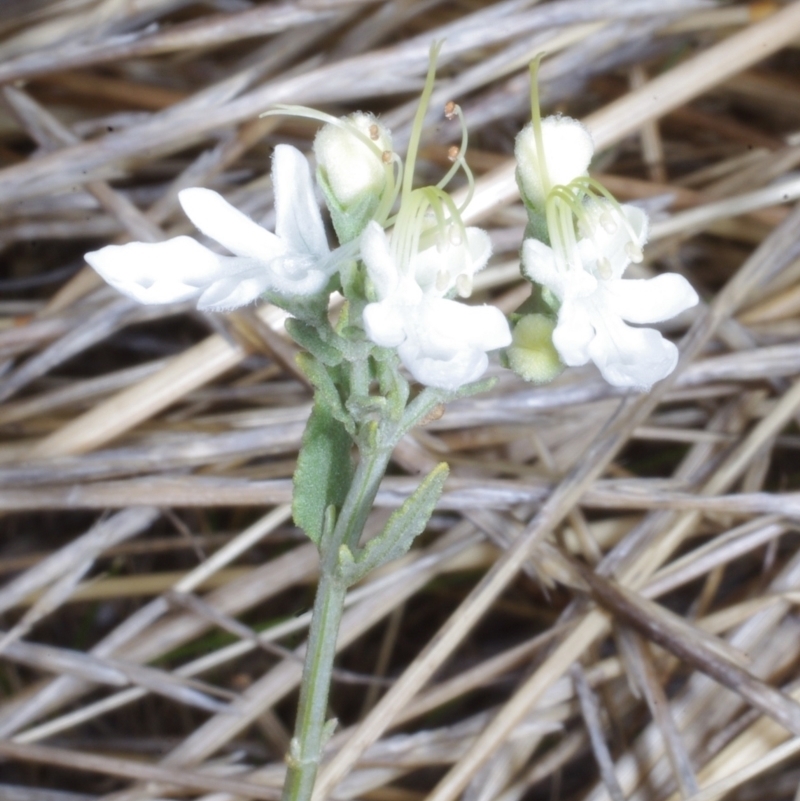 Teucrium racemosum