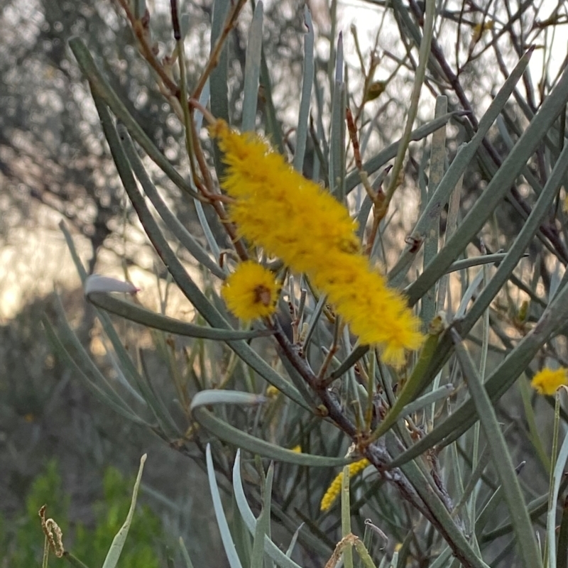 Acacia brachystachya