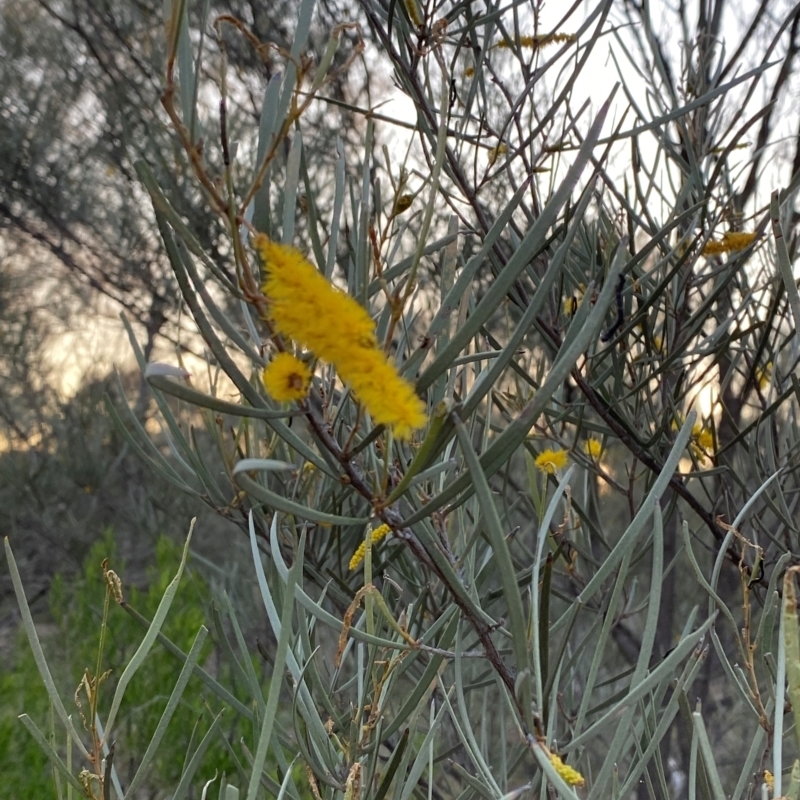 Acacia brachystachya