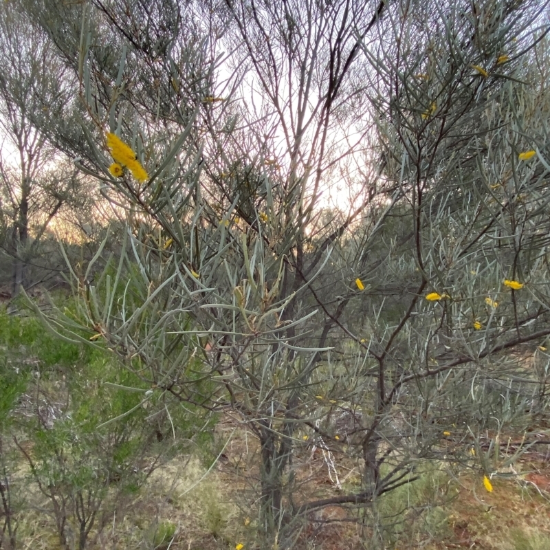 Acacia brachystachya