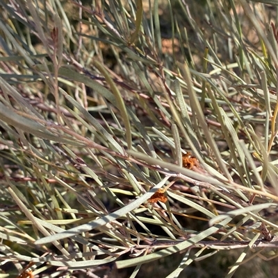 Acacia aneura