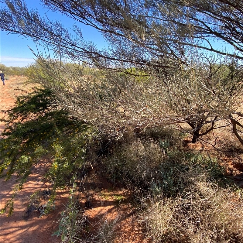 Acacia aneura