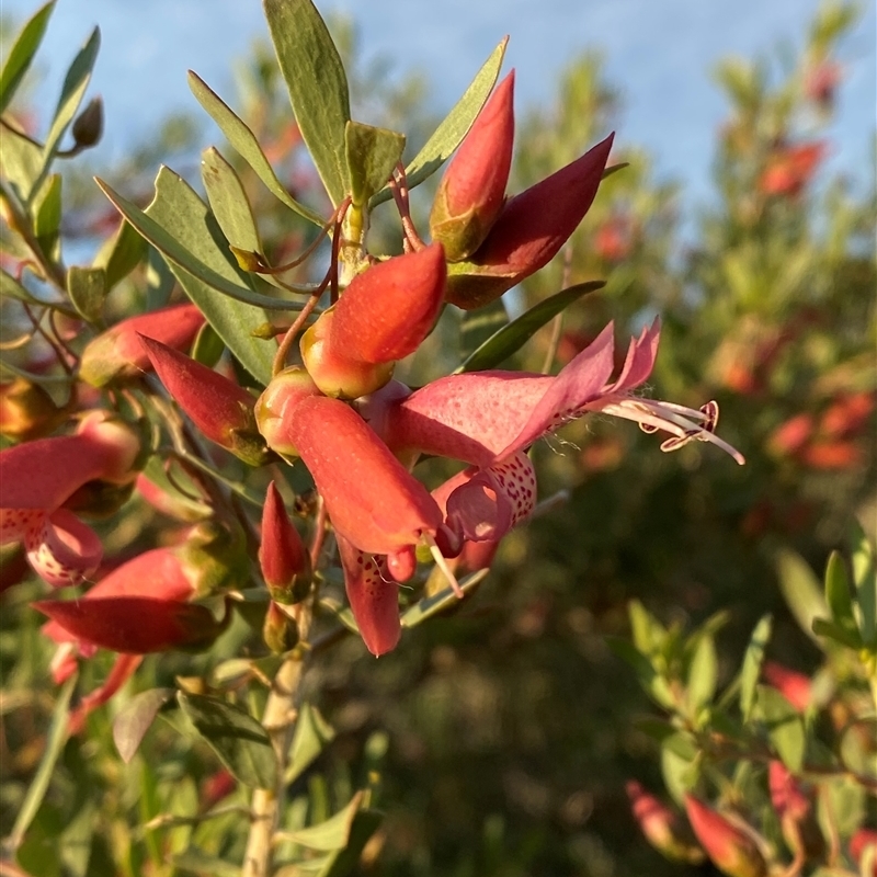 Eremophila maculata