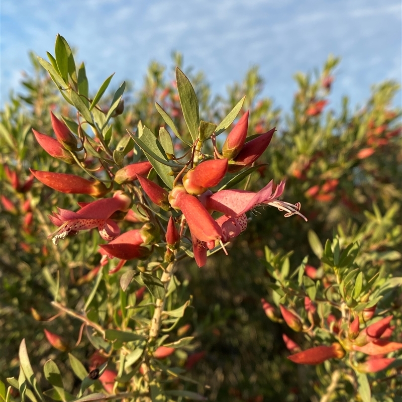 Eremophila maculata