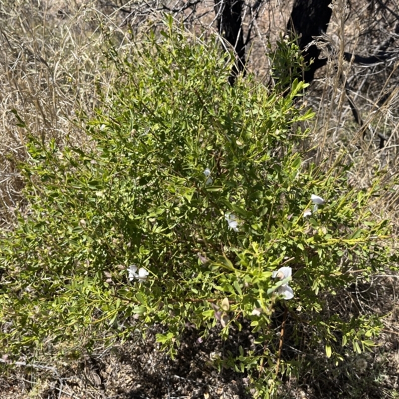 Prostanthera striatiflora