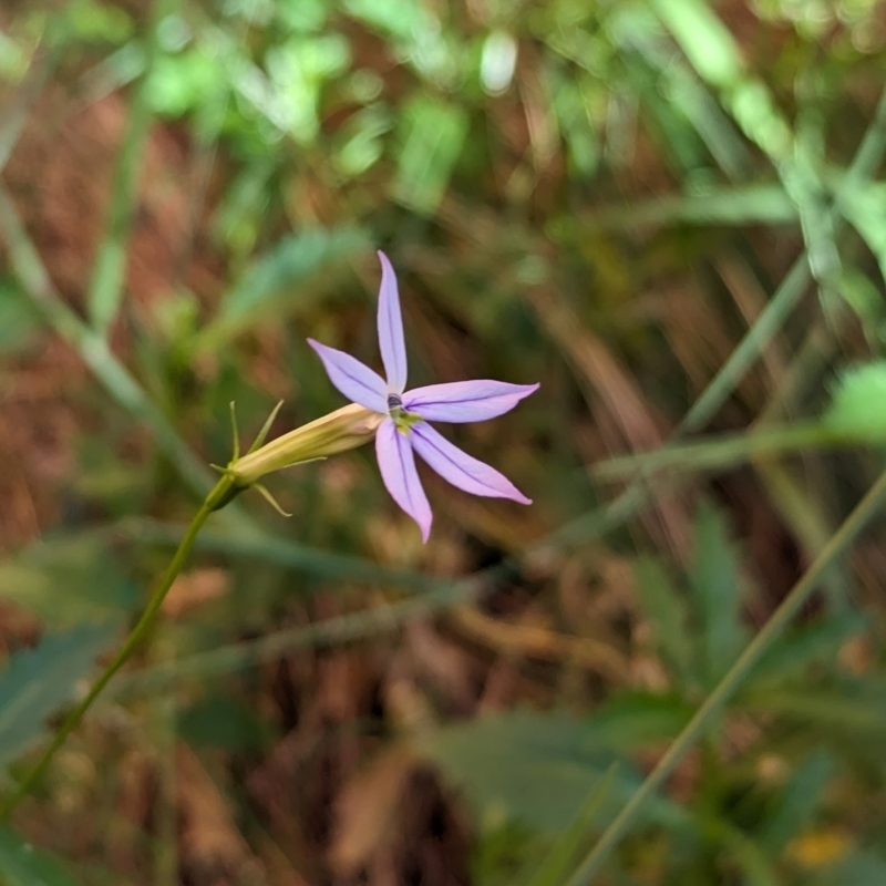 Isotoma petraea